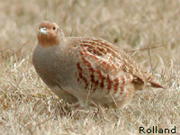 Perdrix grise (Perdrix perdrix (L.))