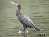 Grand Cormoran (Phalacrocorax carbo)