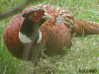 Faisan de Colchide (Phasianus colchicus L.)