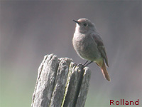 Rougequeue noir (Phoenicurus ochuros (Gmelin))