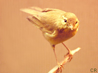 Pouillot siffleur (Phylloscopus sibilatrix (Bechst.))
