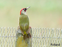 Pic vert (Picus viridis L.)