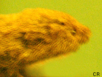 Campagnol souterrain (Microtus subterraneus)