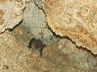 Oreillard gris (Plecotus austriacus (Fisch))