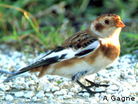Bruant des neiges (Plectrophenax nivalis)