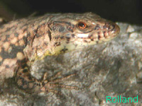 Lzard des murailles (Podarcis muralis (Laur.))
