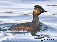 Grbe  cou noir (Podiceps nigricollis Brehm)