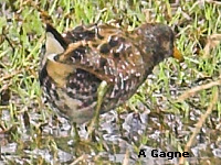 Marouette ponctue (Porzana porzana (L.))