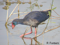 Talve sultane (Porphyrio porphyrio)