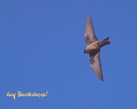 Hirondelle de rochers (Ptyonoprogne rupestris)