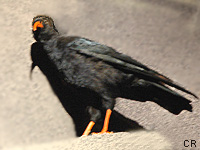Crave  bec rouge (Pyrrhocorax pyrrhocorax (L.))