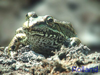 Grenouille verte (Rana kl_esculenta)
