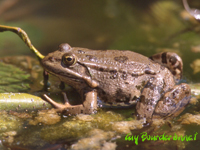 Grenouille rieuse (Rana ridibunda)
