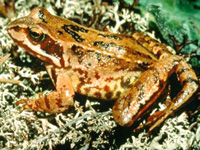 Grenouille rousse (Rana temporaria)