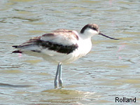Avocette lgante (Recurvirostra avosetta)