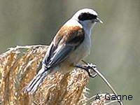 Rmiz penduline (Remiz pendulinus (L.))