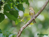 Serin cini (Serinus serinus (L.))