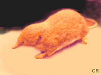 Musaraigne carrelet (Sorex araneus (L.))