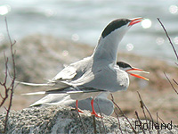 Sterne pierregarin (Sterna hirundo L.)