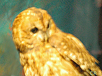 Chouette hulotte (Strix aluco (L.))