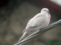 Tourterelle turque (Streptopelia decaocto (Fridvalsky))