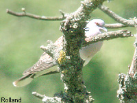 Tourterelle des bois (Streptopelia turtur (L.))