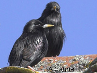 Etourneau unicolore (Sturnus unicolor)
