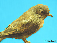 Fauvette grisette (Sylvia communis (Latham))