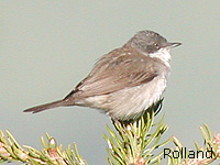Fauvette babillarde (Sylvia curruca (L.))
