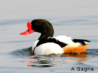 Tadorne de Belon (Tadorna tadorna)