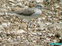 Chevalier aboyeur (Tringa nebularia)