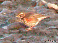 Grive mauvis (Turdus iliacus)