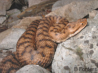 Vipre aspic (Vipera aspis)