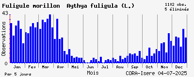 Observations saisonnires (par 5 jours) de Fuligule morillon Aythya fuligula (L.)