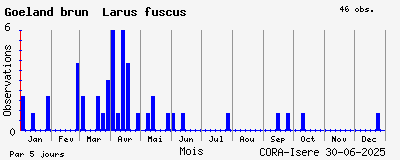 Observations saisonnires (par 5 jours) de Goéland brun Larus fuscus